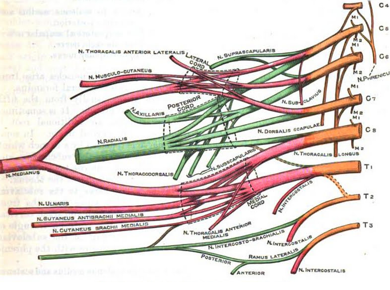 Brakial pleksus sinir kökleri ve omuz anatomisini gösteren tıbbi diyagram