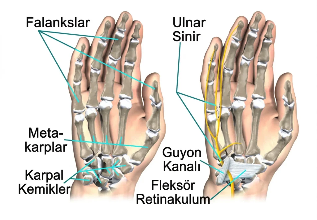 Guyon kanalı ve ulnar sinirin anatomik gösterimi